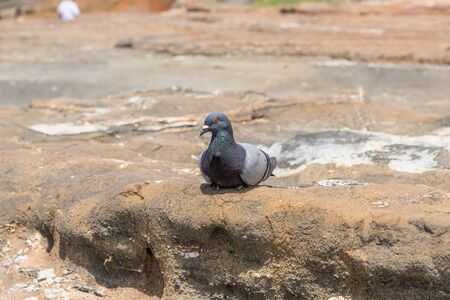 Closeup of a wild pigeon at the Lanai Lookout on Oahu, Hawaiiの写真素材