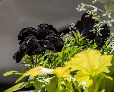 Beautiful black petunia flower in San Franciscoの写真素材