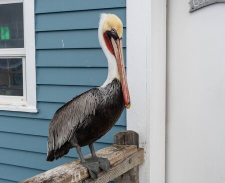Closeup of an adult Pacific brown pelican in Oceanside, Southern Californiaの写真素材