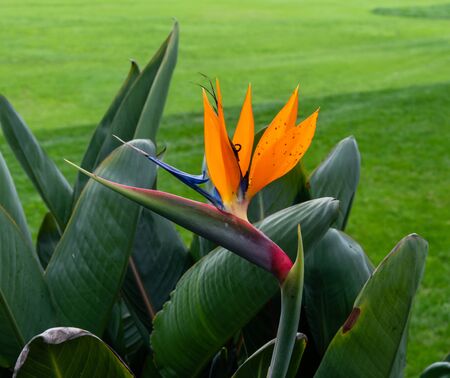 Beautiful bird of paradise flower in Carlsbad, Southern Californiaの写真素材