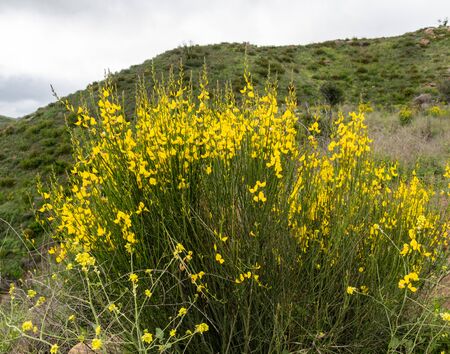 Blooming deerweed bush in springtime, Malibu, Southern Californiaの写真素材