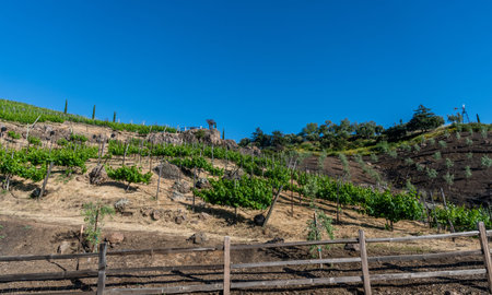 Scenic panoramic winery vista in Malibu, Southern Californiaの写真素材