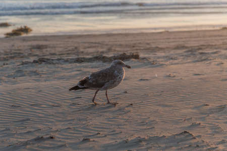 Juvenile seagull at Zuma Beach at sunset, Malibu, Southern Californiaの写真素材