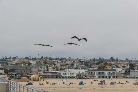 Flock of juvenile brown pelicans flying in formation in Hermosa Beach, Southern Californiaのeditorial素材
