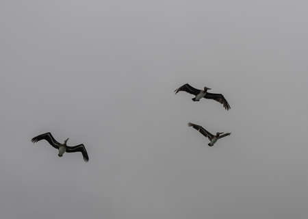 Flock of juvenile brown pelicans flying in formation in Hermosa Beach, Southern Californiaの写真素材