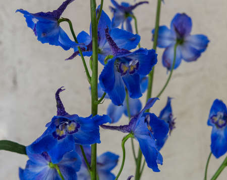 Closeup of the blue delphinium volken flowersの写真素材