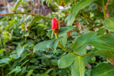 Red ginger flower bud on Oahu, Hawaii