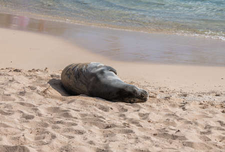 Resting Hawaiian Monk seal on the beach in Oahu, Hawaiiの写真素材