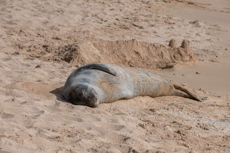 Resting Hawaiian Monk seal on the beach in Oahu, Hawaiiの写真素材