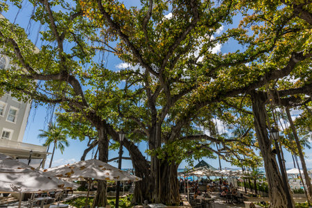 Beautiful banyan tree at the Waikiki Beach in Honolulu, Oahu, Hawaiiのeditorial素材