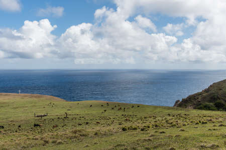 Herd of goats grazing at the west Maui coast, Hawaiiの写真素材