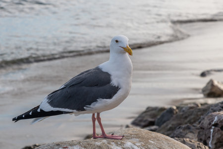 Closeup of a seagull at the Paradise Cove, Malibu, Californiaの写真素材