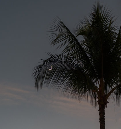Crescent moon visible through a coconut palm tree frond at sunset, Oahu, Hawaiiの写真素材