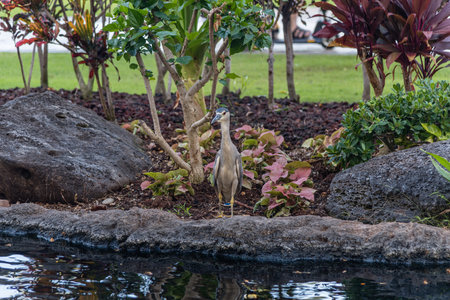 Black-crowned night heron on Oahu, Hawaiiの写真素材
