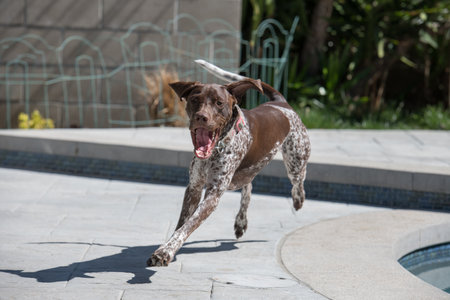 Adorable German Shorthaired Pointer puppy running in the backyardの写真素材