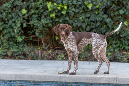 Cute German Shorthaired Pointer in the backyardの写真素材