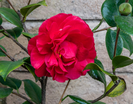 Beautiful large camellia blossom in the gardenの写真素材