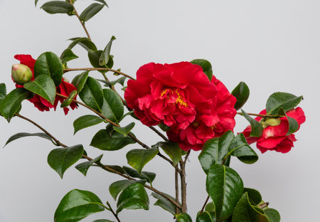 Beautiful large camellia blossoms in the gardenの写真素材