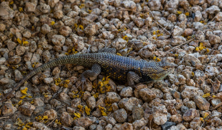 Close-up of Yellow-backed Spiny Lizard in Palm Springs, Southern Californiaの写真素材