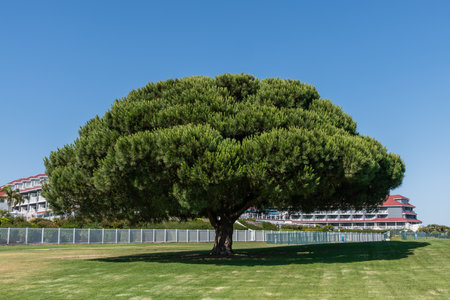 Beautiful coniferous tree at the Lantern Bay park in Dana Point, Southern Californiaの写真素材