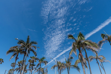 Beautiful palm tree vista under beautiful Southern California sky near Balboa Pier in Newport Beach, Orange Countyの写真素材