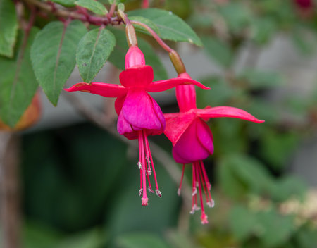 Beautiful fuchsia flowers at a botanical garden in Southern Californiaの写真素材