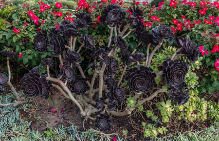 Beautiful Aeonium Arboreum black rose succulent plantの写真素材