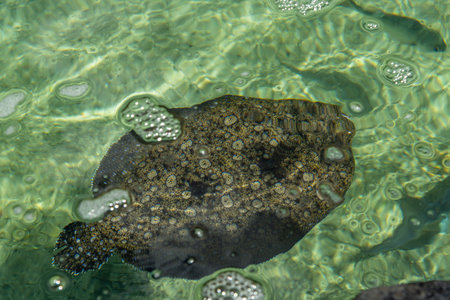 Hawaiian flatfish flounder at the Maui Aquarium, Hawaii