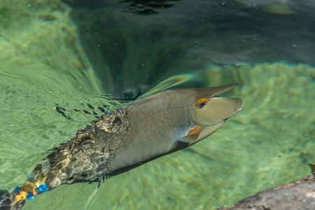 Bluespine Unicornfish at the Maui Aquarium, Hawaii