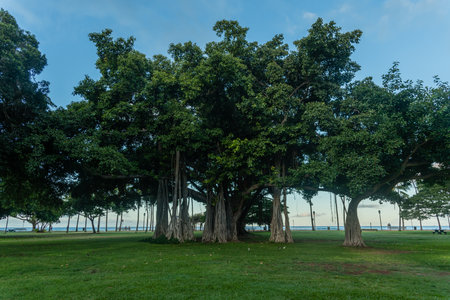 Beautiful banyan tree at a seaside park on Waikiki Beach at sunrise, Honolulu, Oahu, Hawaiiの写真素材