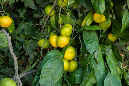 Satsuma mandarins ripening on a tree in a backyard orchard, Los Angeles, Southern Californiaの写真素材