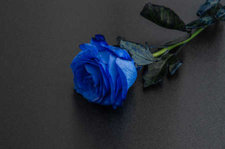 A beautiful big blue rose in dark, black backgroundの写真素材
