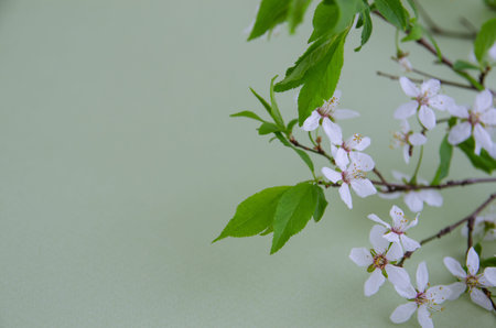 Flowering branch of wild  tree spring flowers