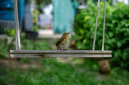 Little wild bird sitting on a wooden swing