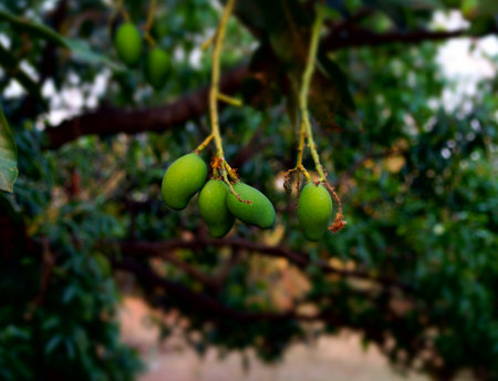 Green mango fruit on the tree in the garden.Mango fruit on the tree.の写真素材