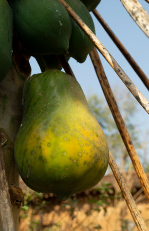 Papaya fruit on the papaya tree in the farm.の写真素材