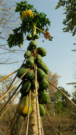 Papaya tree with ripe fruits on the plantation, Thailand.の写真素材