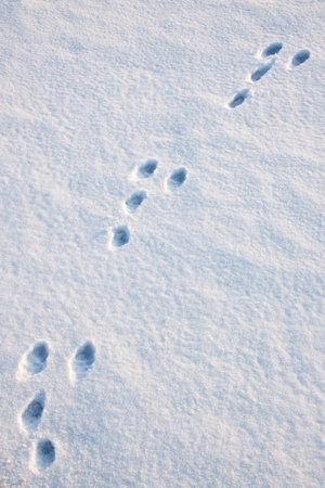 Hare trace snow three diagonal texture backgroundの写真素材