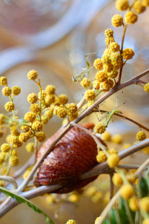 Cocoon with mantis larvas on the branch of mimosaの写真素材