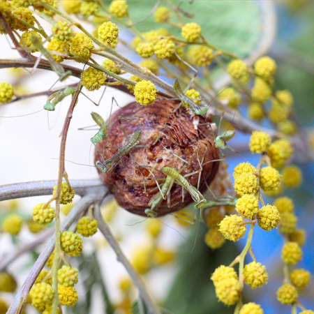 Cocoon with mantis larvas on the branch of mimosaの写真素材
