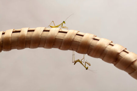 Two young mantis sitting on a handle of braided basket indoors