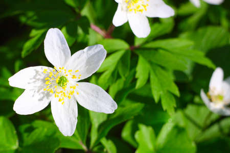 Meadow with Anemone sylvestris. First spring flowers in a forestの写真素材