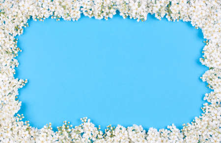 The frame of bird-cherry bunches isolated on blueの写真素材