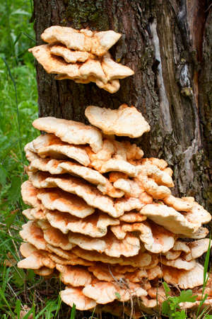 Yellow mashroom parasite growing on apple treeの写真素材