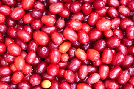 Background from red wet berries of dogwood