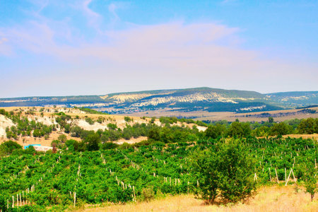 The vineyards of Crimea  Valley の写真素材
