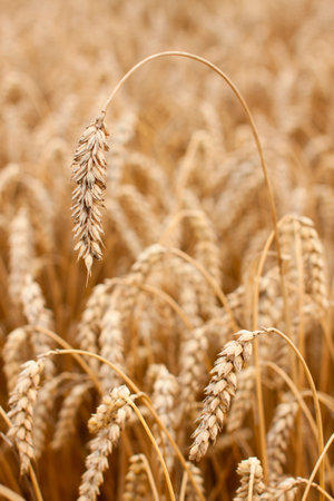 Close up of golden ears of wheat on a field