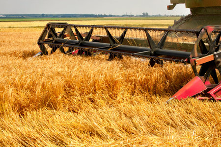 combine harvester working on a wheat fieldの写真素材