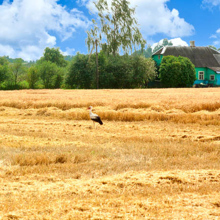 View of the house in a village near the wheat fieldsの写真素材