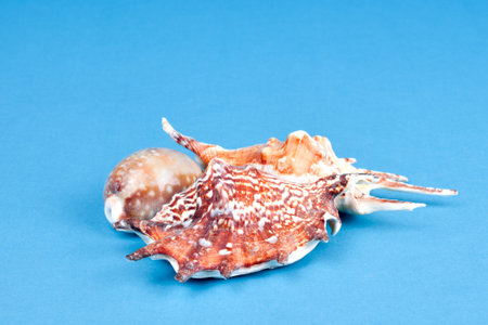 Group of sea shells isolated on blue